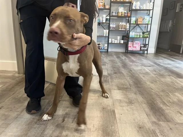 A young medium-sized male Pit Bull Terrier dog named Rio for adoption in Fort Myers, FL