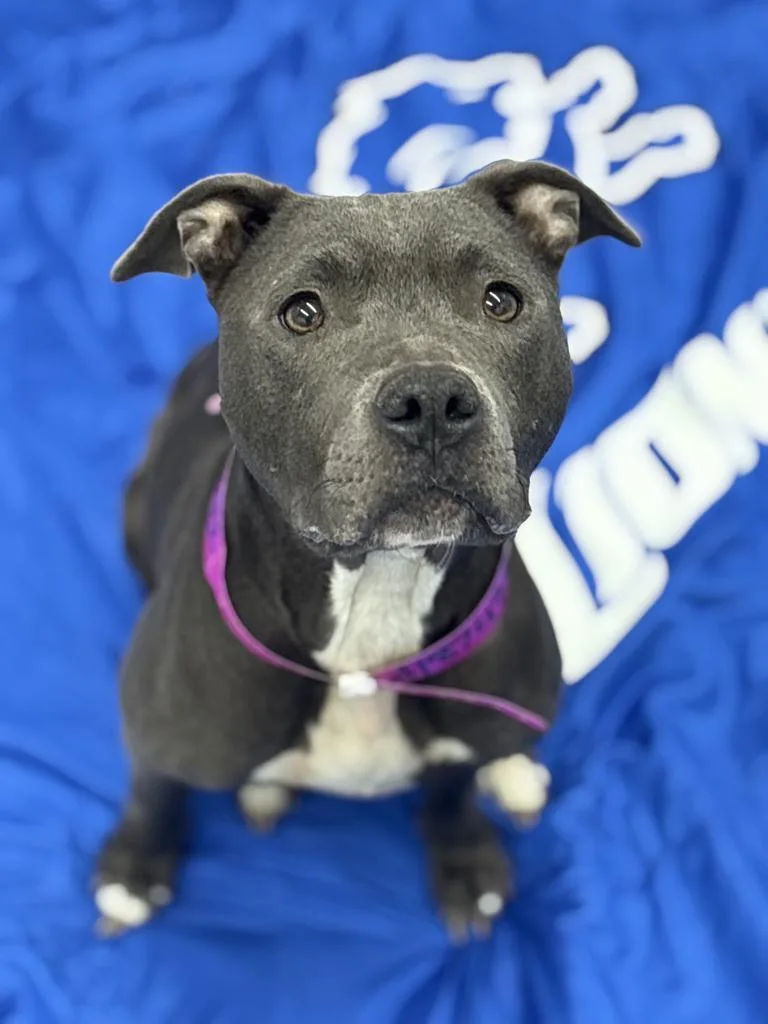 An adult medium-sized female Mixed Breed dog named Cece Carter for adoption in Detroit, MI