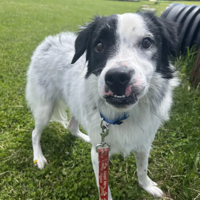 A young medium-sized male Black Great Pyrenees dog named Gator for adoption in Monroe, OH