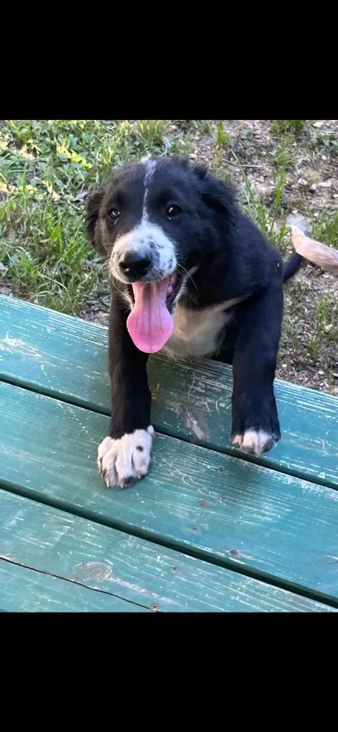 A baby medium-sized female Mixed Breed dog named Cascade for adoption in Fond Du Lac, WI
