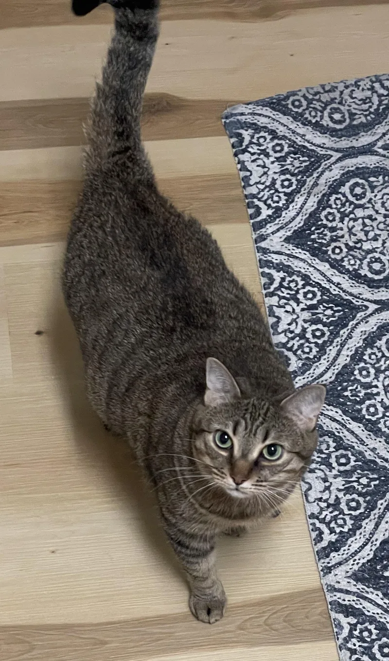 An adult large-sized female Tabby (Brown / Chocolate) Tabby cat named TeraByte for adoption in Plain City, OH