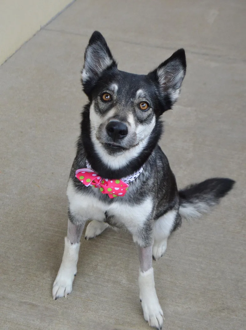 Floofodil thumbnail 2