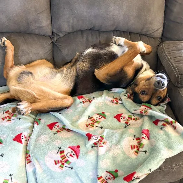 An adult medium-sized male Hound dog named Roo for adoption in Des Moines, IA