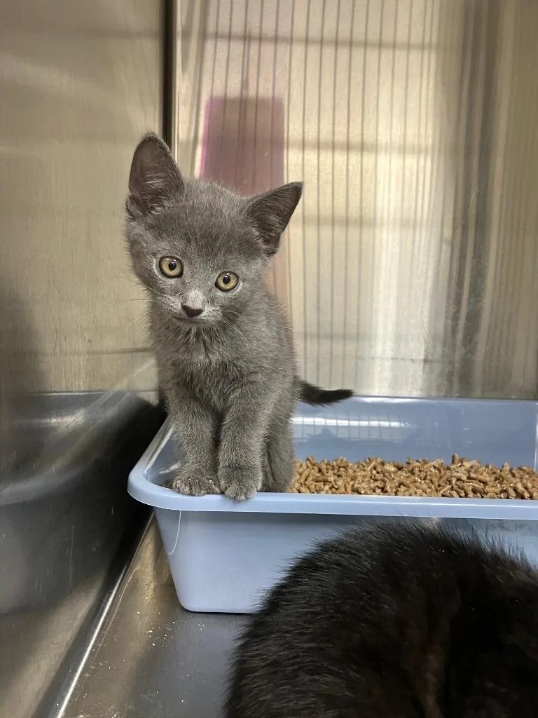 A baby small-sized male Russian Blue cat named Meenie for adoption in Lunenburg, MA