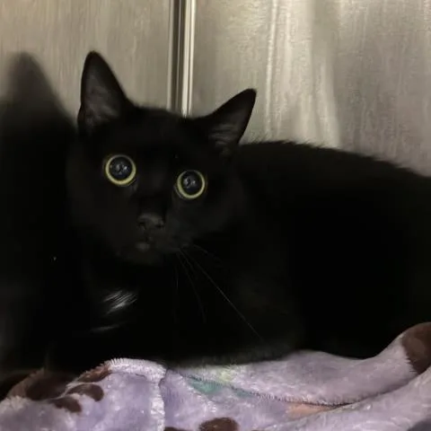 A young medium-sized female Domestic Short Hair cat named Meeka for adoption in Pensacola, FL