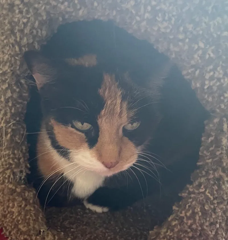 An adult medium-sized female Domestic Short Hair cat named Laurie for adoption in Muskegon, MI