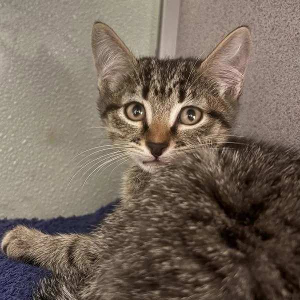 A baby medium-sized female Domestic Short Hair cat named Anna Lambre for adoption in Salt Lake City, UT