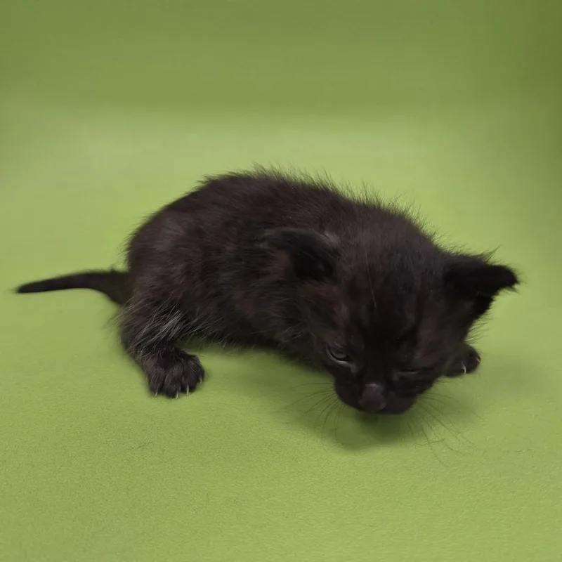 A baby small-sized female Siamese cat named TXACStray for adoption in Portland, TX