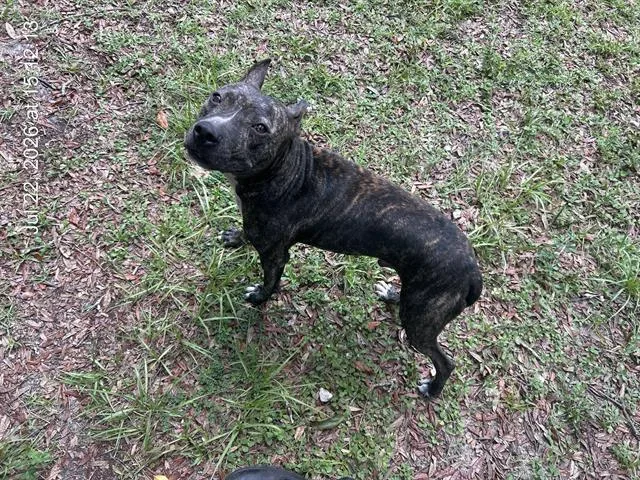 An adult medium-sized male Pit Bull Terrier dog named Reef for adoption in Ocala, FL