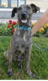 A young large-sized female Brindle Irish Wolfhound dog named Pebbles for adoption in Pottsville, PA
