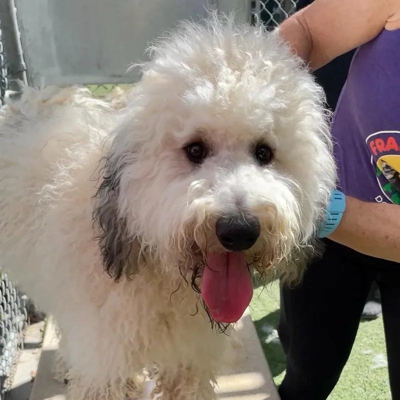 A young medium-sized male White / Cream Goldendoodle dog named Nigel for adoption in Sun Valley, CA