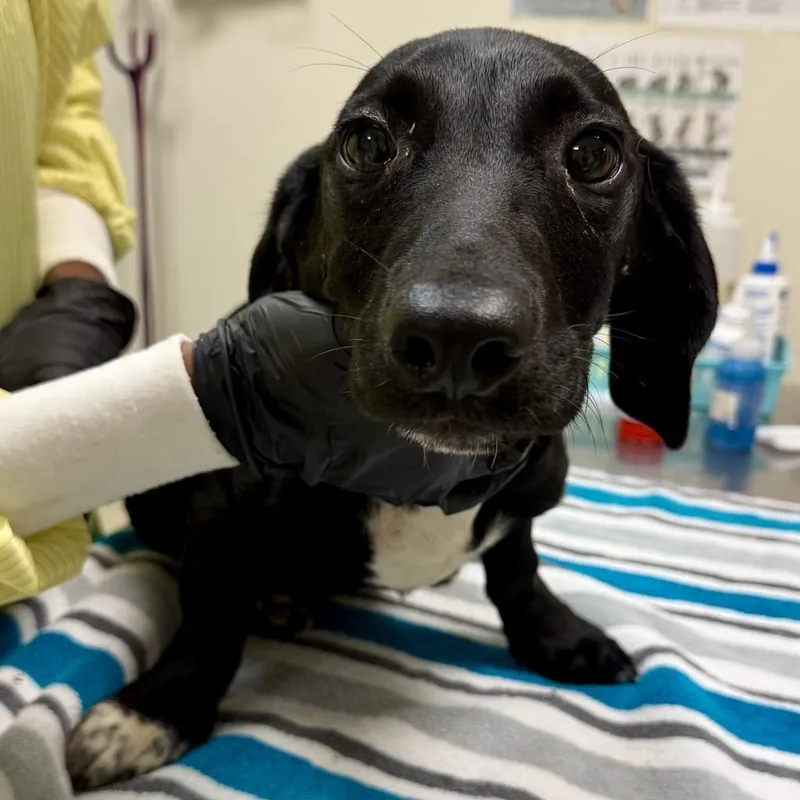 A baby small-sized male Black Labrador Retriever dog named Frank Churchill for adoption in Baltimore, MD