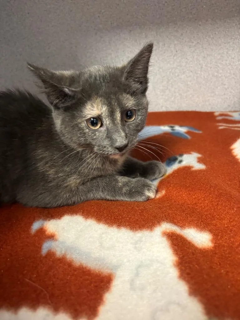 A baby large-sized female Domestic Short Hair cat named TonTon for adoption in Liverpool, NY