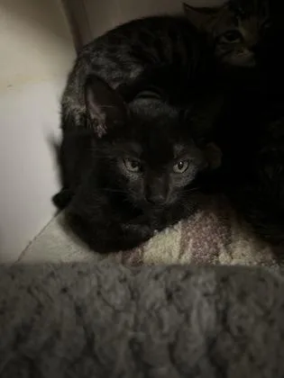 A baby medium-sized male Domestic Short Hair cat named Chairman Meow for adoption in Picayune, MS