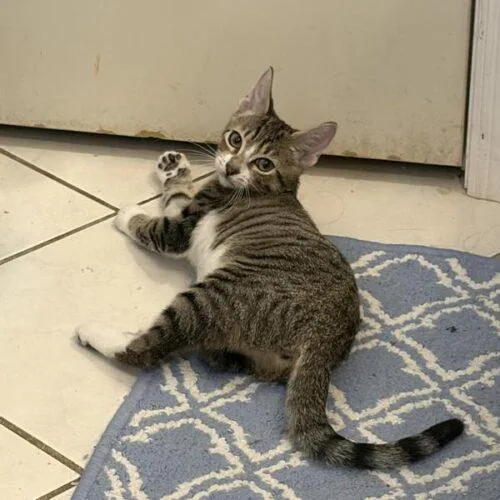 A baby small-sized female Tabby (Brown / Chocolate) Domestic Short Hair cat named Toga for adoption in Tampa, FL