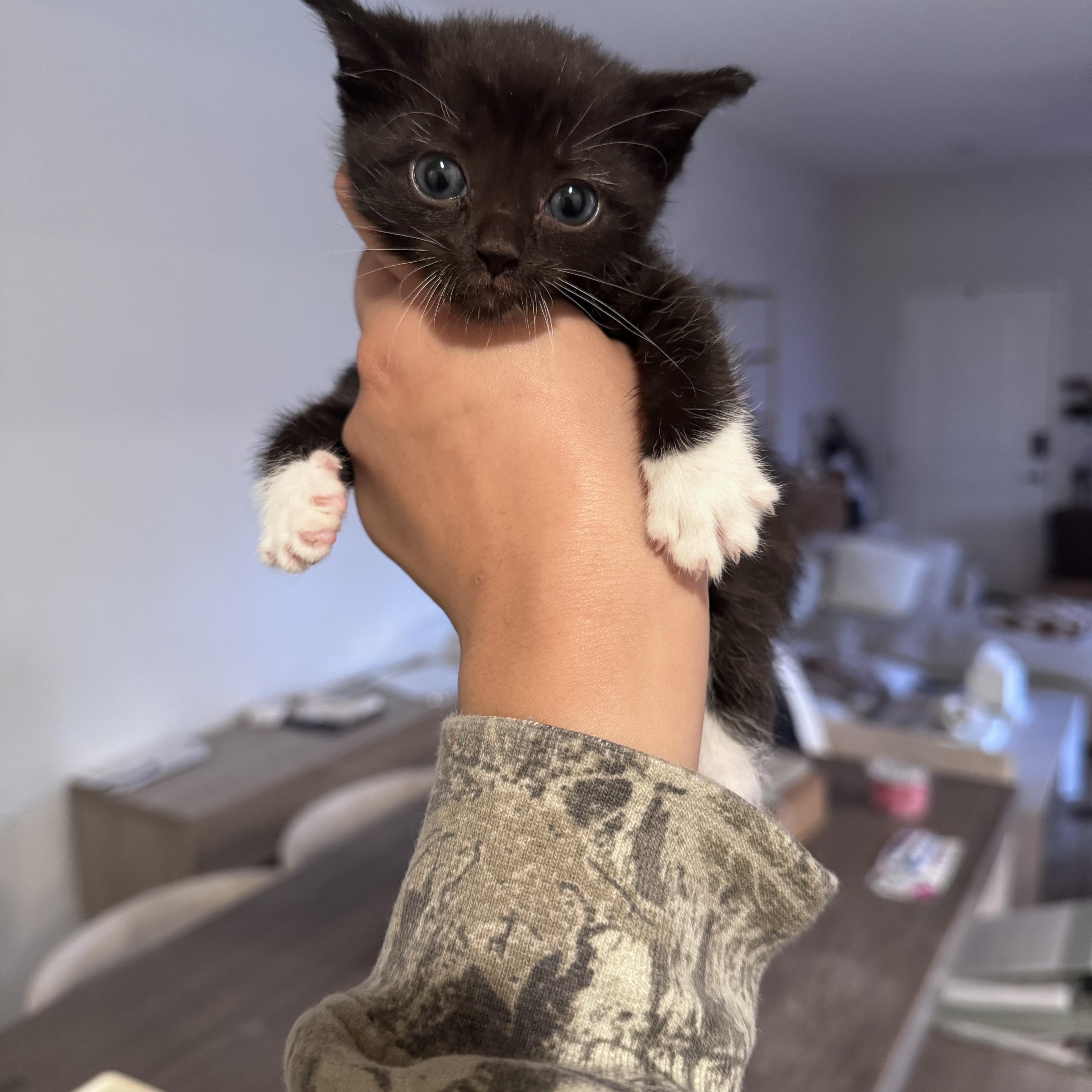 A baby small-sized male Black & White / Tuxedo Domestic Short Hair cat named Sid for adoption in San Diego, CA