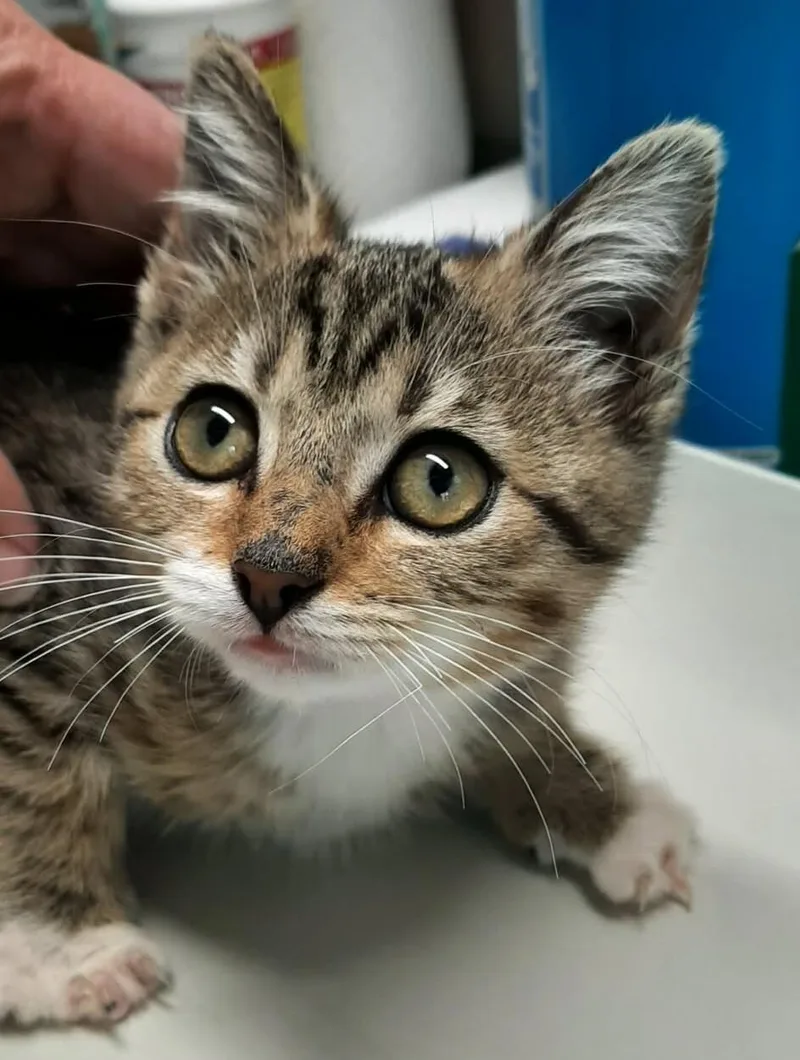 A baby medium-sized female Tabby (Brown / Chocolate) Domestic Short Hair cat named Pattie for adoption in Georgetown, OH