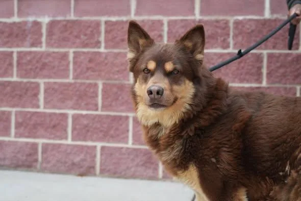 An adult large-sized male Husky dog named Hershey for adoption in Stafford, VA