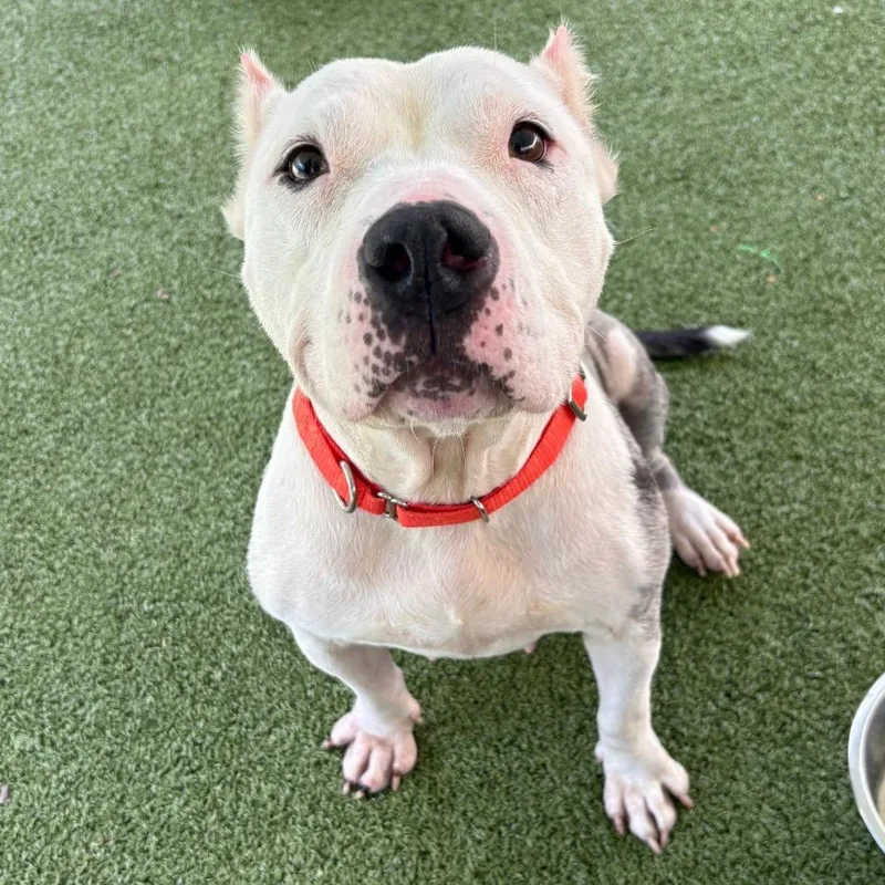 An adult medium-sized female Gray / Blue / Silver Mixed Breed dog named Gigi for adoption in Greensboro, NC
