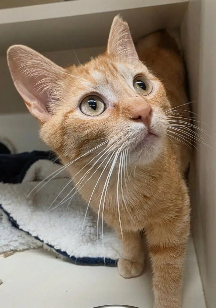A young medium-sized male Domestic Short Hair cat named Quinn for adoption in Bloomington, IN