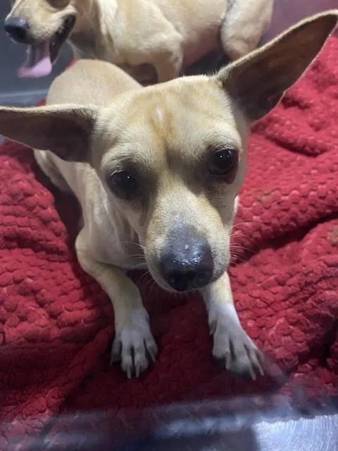 A young small-sized male Chihuahua dog named Charlie for adoption in Dallas, TX