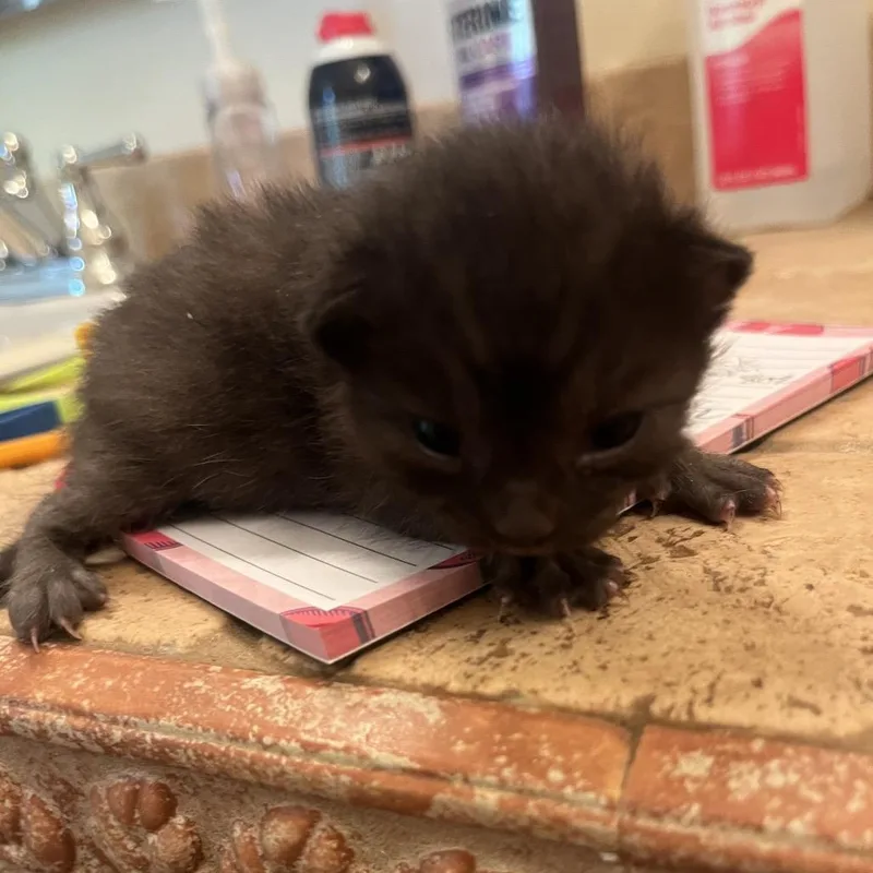 A baby small-sized female Black Domestic Short Hair cat named Zava for adoption in Hamilton, GA