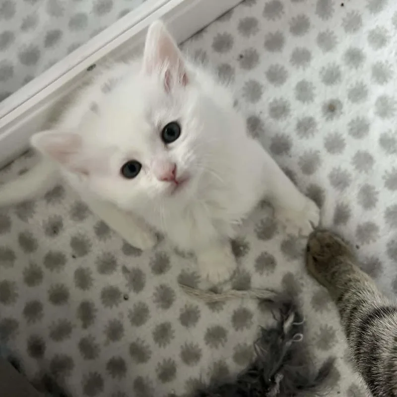 Ravioli thumbnail 2