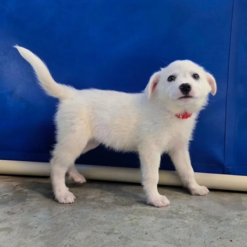 A baby small-sized female White / Cream Cattle Dog dog named Uno for adoption in Newport, TN