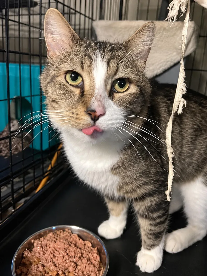 An adult medium-sized male Domestic Medium Hair cat named Kenny for adoption in Bloomfield, NJ