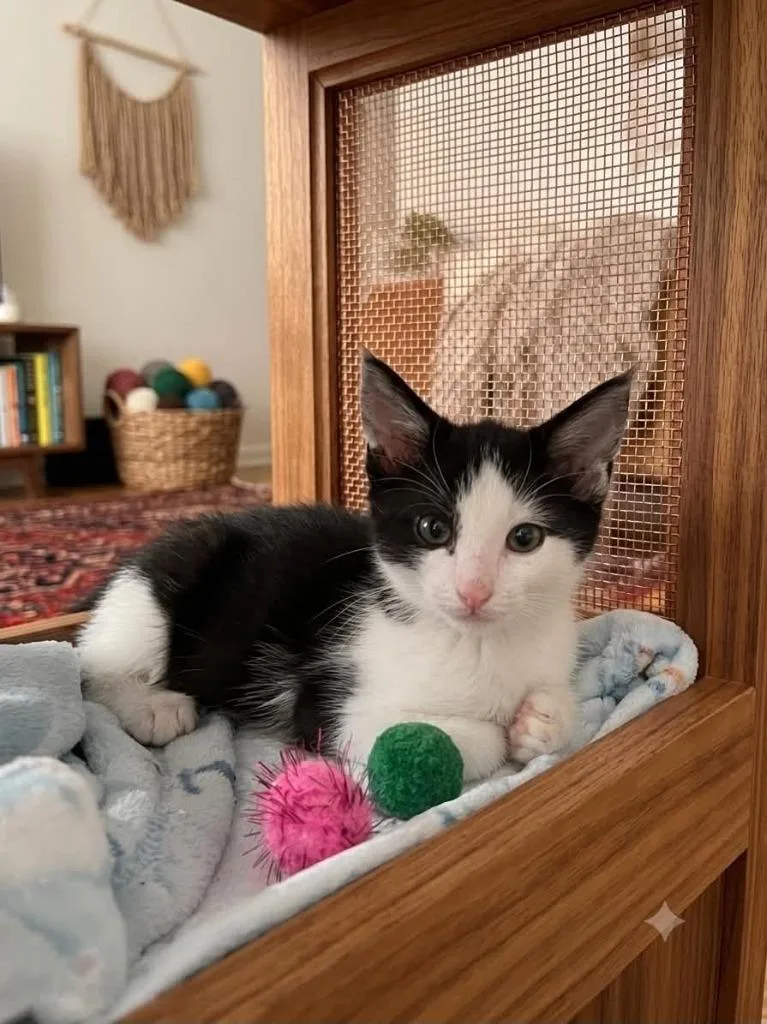 A baby medium-sized male Domestic Short Hair cat named Inky for adoption in Johnson City, TN
