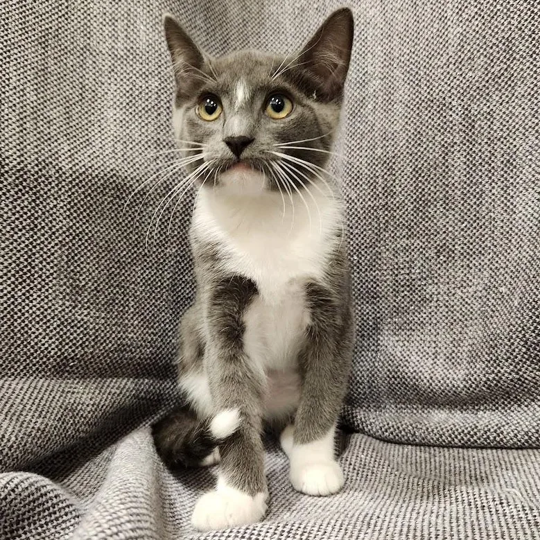 A baby medium-sized female White Tuxedo cat named Frisky for adoption in Sacramento, CA
