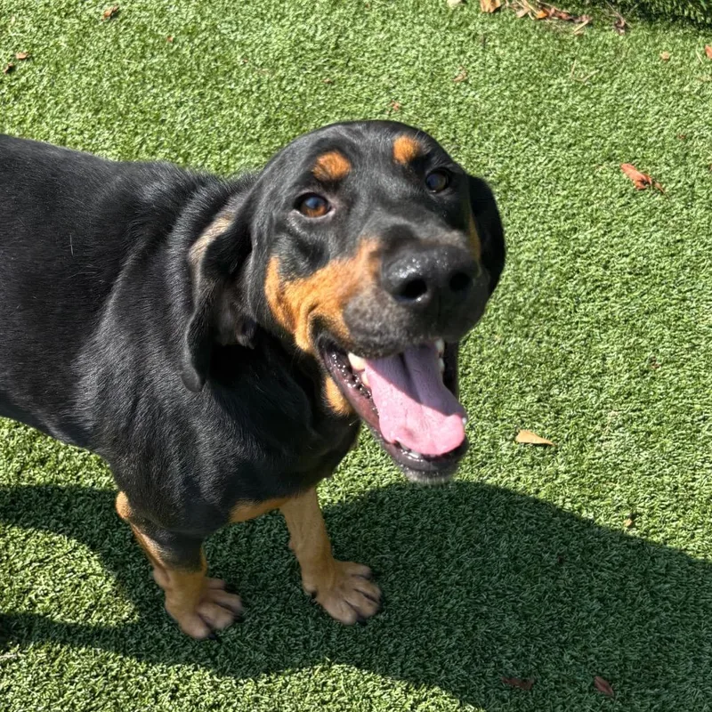 An adult medium-sized male Black Hound dog named Gurt for adoption in Chattanooga, TN