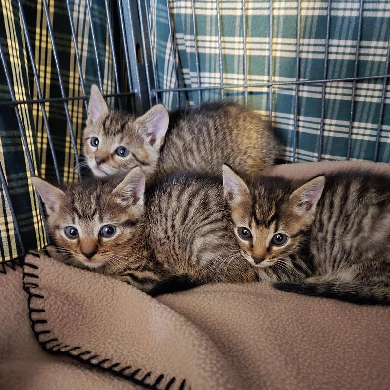 Brooklyn thumbnail 2