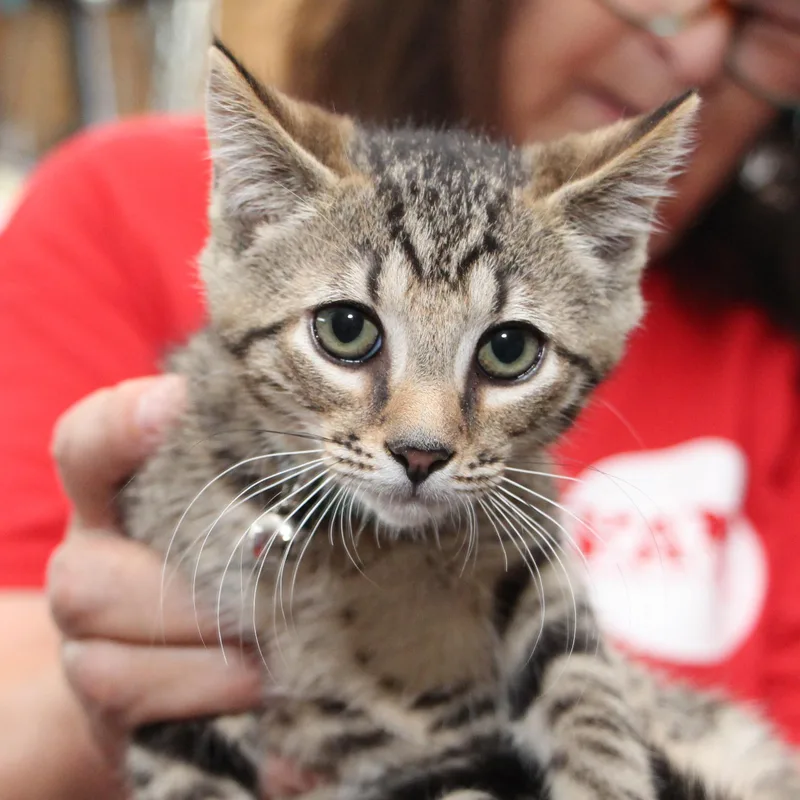 Brooklyn thumbnail 4