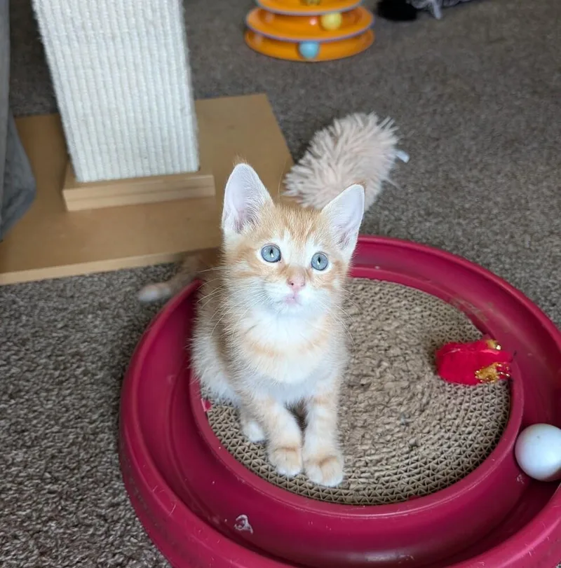 A baby small-sized male Tabby (Orange / Red) Domestic Short Hair cat named Jiji for adoption in Lincoln, NE