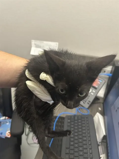A baby small-sized male Domestic Short Hair cat named Sulton for adoption in Ocala, FL