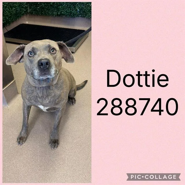 An adult medium-sized female Mixed Breed dog named Dottie for adoption in Macon, GA