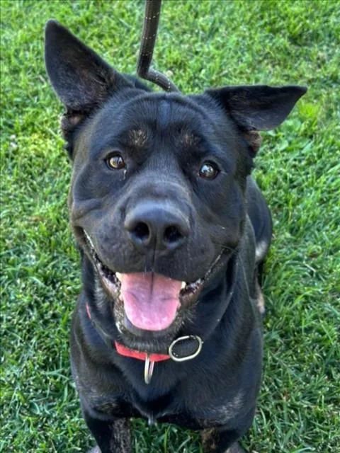 An adult medium-sized male Pit Bull Terrier dog named Biggie for adoption in Woodland, CA