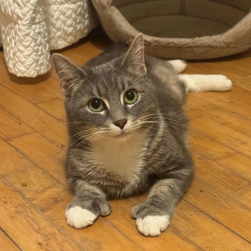 Harper