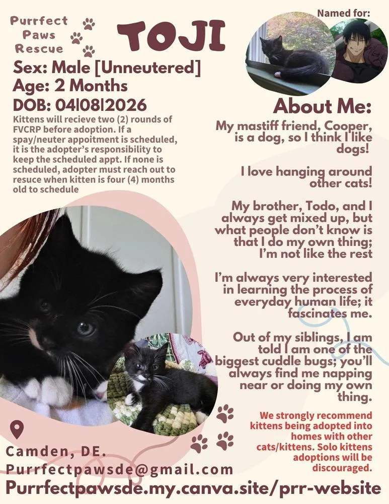 A young small-sized male Black & White / Tuxedo Domestic Short Hair cat named Toji for adoption in Milton, DE