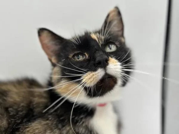 An adult small-sized female Domestic Short Hair cat named Junebug for adoption in Portland, OR