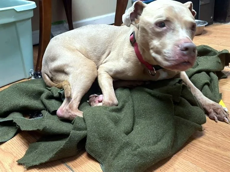 A senior medium-sized female Yellow / Tan / Blond / Fawn Pit Bull Terrier dog named Lady for adoption in Petersburg, VA