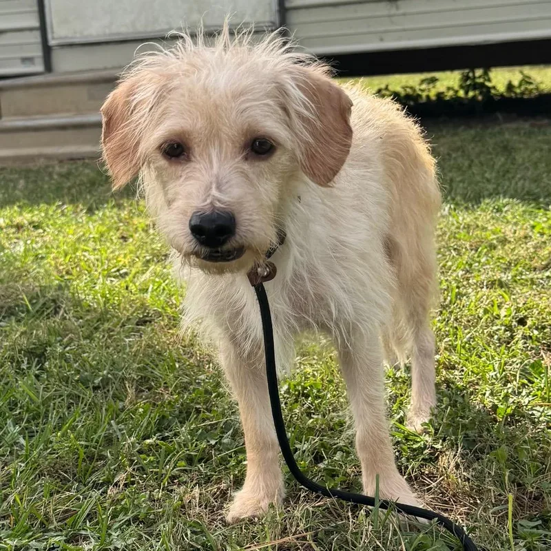 An adult small-sized male Yellow / Tan / Blond / Fawn Terrier dog named Maddox Mac for adoption in Houston, TX