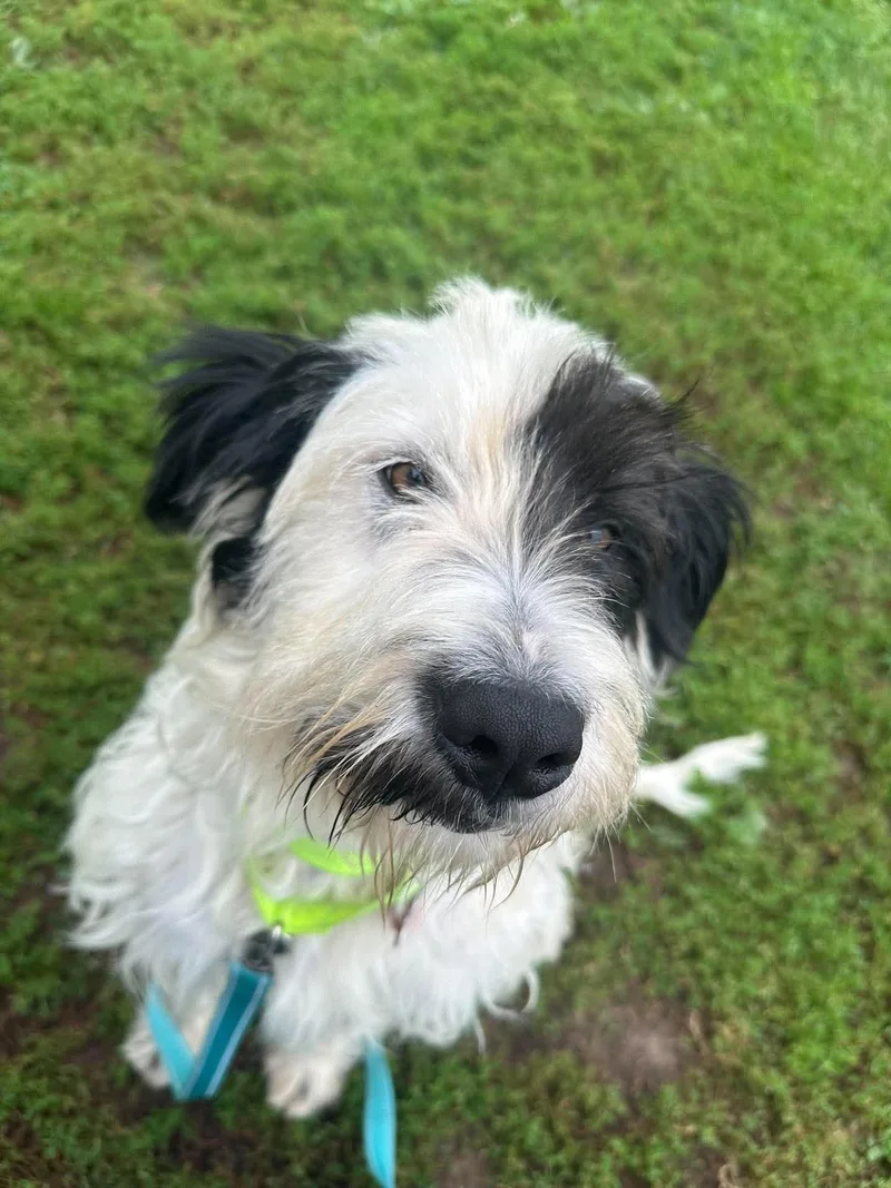 An adult medium-sized female Old English Sheepdog dog named Mamma Mia for adoption in Valparaiso, IN