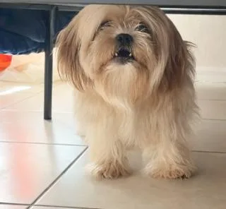 A young small-sized male Apricot / Beige Shih Tzu dog named Teddy for adoption in Tifton, GA