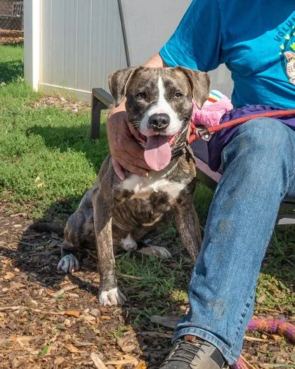 An adult large-sized male Mixed Breed dog named Agostino Rocchi for adoption in Chamblee, GA