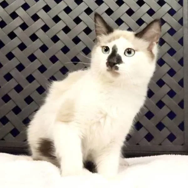 A baby small-sized male Siamese cat named Sir Tommy for adoption in Fort Davis, TX