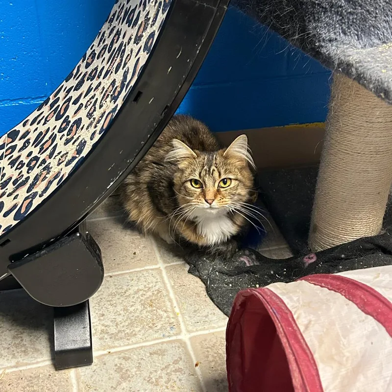 A young small-sized female Black Domestic Long Hair cat named Poison for adoption in Salem, WV
