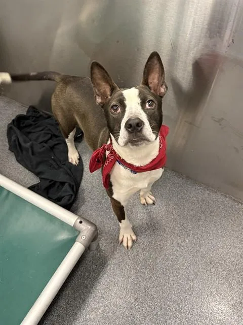A young medium-sized male Mixed Breed dog named Spade for adoption in Dallas, TX