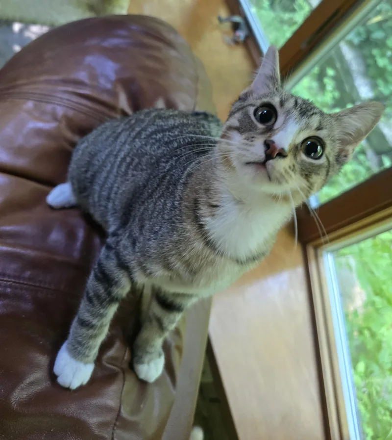 A young medium-sized male Gray & White Domestic Short Hair cat named Chow for adoption in River Falls, WI